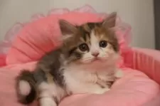 スコティッシュフォールド(立ち耳)【東京都・女の子・2025年7月20日・キャリコ】の写真2