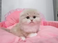 スコティッシュフォールド(折れ耳)【東京都・女の子・2025年11月14日・クリームタビー&ホワイト】の写真2