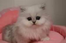 ペルシャ(チンチラ)【東京都・女の子・2026年1月9日・チンチラシルバー】の写真2