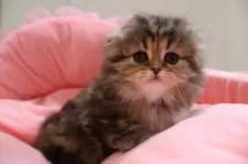 スコティッシュフォールド(折れ耳)【東京都・女の子・2025年3月28日・ブラウンタビー】の写真2