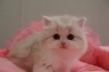 スコティッシュフォールド(立ち耳)【東京都・男の子・2024年12月29日・クリームタビー&ホワイト】の写真2