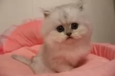 ペルシャ(チンチラ)【東京都・男の子・2025年10月17日・チンチラシルバー】の写真2