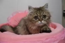 ペルシャ(チンチラ)【東京都・女の子・2025年6月20日・チンチラゴールデン】の写真3