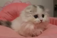 スコティッシュフォールド(折れ耳)【東京都・女の子・2025年9月19日・ダイリュートキャリコ】の写真3