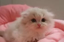 スコティッシュフォールド(折れ耳)【東京都・男の子・2025年7月12日・クリームタビー&ホワイト】の写真3