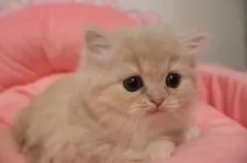 スコティッシュフォールド(立ち耳)【東京都・女の子・2025年10月24日・クリームタビー】の写真3