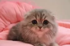 スコティッシュフォールド(折れ耳)【東京都・女の子・2025年2月28日・ブルークリーム&ホワイト】の写真3