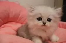 ミヌエット(長足)【東京都・男の子・2025年8月30日・チンチラシルバー】の写真3