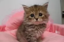 スコティッシュフォールド(立ち耳)【東京都・女の子・2025年9月21日・ブラウンパッチドタビー】の写真3