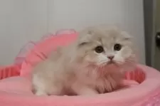 スコティッシュフォールド(折れ耳)【東京都・女の子・2025年7月12日・クリームタビー&ホワイト】の写真3