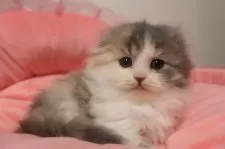 スコティッシュフォールド(折れ耳)【東京都・女の子・2025年11月28日・ダイリュートキャリコ】の写真3