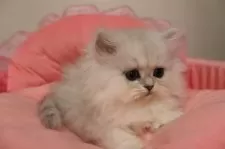 ペルシャ(チンチラ)【東京都・女の子・2025年10月17日・チンチラシルバー】の写真3