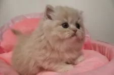 スコティッシュフォールド(立ち耳)【東京都・女の子・2025年12月14日・クリームタビー&ホワイト】の写真3