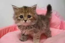 スコティッシュフォールド(立ち耳)【東京都・女の子・2025年9月21日・ブラウンパッチドタビー】の写真4