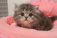 スコティッシュフォールド(立ち耳)【東京都・女の子・2025年9月19日・ブルーパッチドタビー&ホワイト】の写真4