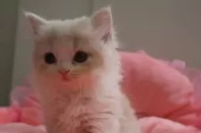 スコティッシュフォールド(立ち耳)【東京都・女の子・2025年5月18日・クリームタビー&ホワイト】の写真4