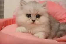 ミヌエット(短足)【東京都・男の子・2025年8月2日・チンチラシルバー】の写真4