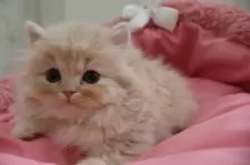 スコティッシュフォールド(立ち耳)【東京都・男の子・2024年12月15日・クリームタビー】の写真4