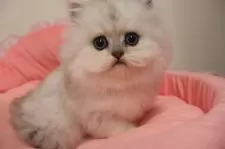 ペルシャ(チンチラ)【東京都・男の子・2025年10月17日・チンチラシルバー】の写真4