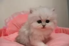 ペルシャ(チンチラ)【東京都・女の子・2025年9月26日・チンチラシルバー】の写真4