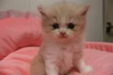 スコティッシュフォールド(立ち耳)【東京都・男の子・2025年9月20日・クリームタビー&ホワイト】の写真4