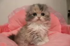 スコティッシュフォールド(折れ耳)【東京都・女の子・2025年11月28日・ダイリュートキャリコ】の写真4