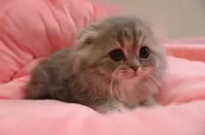 スコティッシュフォールド(折れ耳)【東京都・女の子・2025年2月28日・ブルークリーム&ホワイト】の写真4