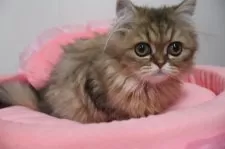 ペルシャ(チンチラ)【東京都・女の子・2025年6月20日・チンチラゴールデン】の写真4