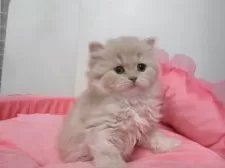 スコティッシュフォールド(立ち耳)【東京都・女の子・2025年10月31日・クリームタビー】の写真4