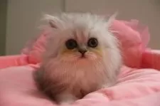 ペルシャ(チンチラ)【東京都・女の子・2025年3月30日・チンチラシルバー】の写真4