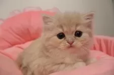 スコティッシュフォールド(立ち耳)【東京都・女の子・2025年10月24日・クリームタビー】の写真4