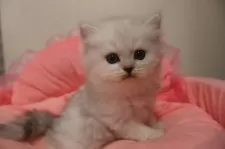 ミヌエット(長足)【東京都・男の子・2025年9月5日・チンチラシルバー】の写真4