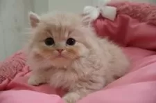 スコティッシュフォールド(立ち耳)【東京都・男の子・2024年12月15日・クリームタビー】の写真5