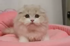 スコティッシュフォールド(折れ耳)【東京都・女の子・2025年7月12日・クリームタビー&ホワイト】の写真5