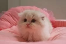 スコティッシュフォールド(折れ耳)【東京都・男の子・2025年7月12日・クリームタビー&ホワイト】の写真5