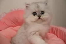 ペルシャ(チンチラ)【東京都・男の子・2025年10月17日・チンチラシルバー】の写真5