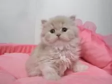 スコティッシュフォールド(立ち耳)【東京都・女の子・2025年10月31日・クリームタビー】の写真5