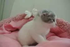 スコティッシュフォールド(折れ耳)【東京都・男の子・2024年12月22日・ブルータビー&ホワイト】の写真5