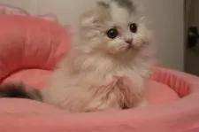 スコティッシュフォールド(折れ耳)【東京都・女の子・2025年9月19日・ダイリュートキャリコ】の写真5