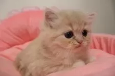 スコティッシュフォールド(立ち耳)【東京都・女の子・2025年10月24日・クリームタビー】の写真5