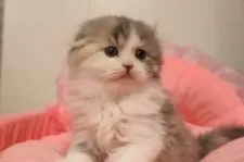 スコティッシュフォールド(折れ耳)【東京都・女の子・2025年11月28日・ダイリュートキャリコ】の写真5