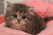 スコティッシュフォールド(立ち耳)【東京都・女の子・2025年9月19日・ブルーパッチドタビー&ホワイト】の写真5