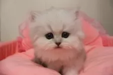 ペルシャ(チンチラ)【東京都・女の子・2025年9月26日・チンチラシルバー】の写真5