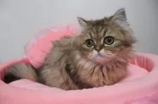 ペルシャ(チンチラ)【東京都・女の子・2025年6月20日・チンチラゴールデン】の写真5