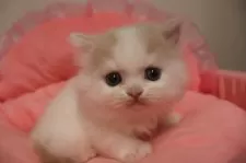 スコティッシュフォールド(立ち耳)【東京都・男の子・2025年9月20日・クリームタビー&ホワイト】の写真6