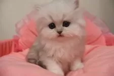 ペルシャ(チンチラ)【東京都・女の子・2025年9月26日・チンチラシルバー】の写真6