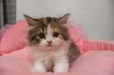 スコティッシュフォールド(立ち耳)【東京都・女の子・2025年7月20日・キャリコ】の写真6