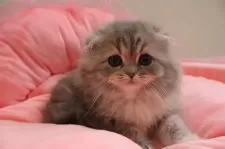 スコティッシュフォールド(折れ耳)【東京都・女の子・2025年2月28日・ブルークリーム&ホワイト】の写真6