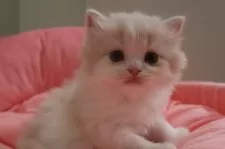 スコティッシュフォールド(立ち耳)【東京都・女の子・2025年5月11日・クリームタビー&ホワイト】の写真6