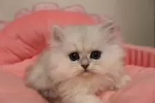 ペルシャ(チンチラ)【東京都・女の子・2025年10月17日・チンチラシルバー】の写真6